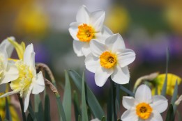 Pesach to Shavuos